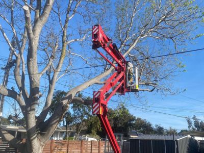 Tree Removal and Tree Services Across the Mornington Peninsula